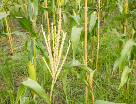 Image of wheat corn field Stock Photos