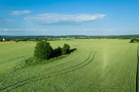 Image of a wheat field and trees in the middle of the field. Fresh ears of young Stock Photos