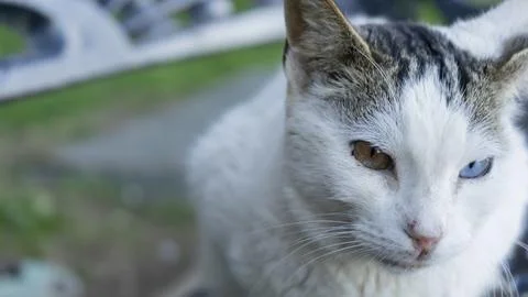 Image of a white cat with different colored eyes Stock Photos