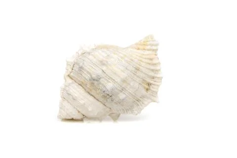 Image of white conch seashells on a white background. Undersea Animals. Sea S Stock Photos