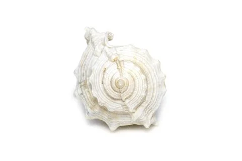 Image of white conch seashells on a white background. Undersea Animals. Sea S Stock Photos