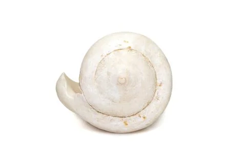 Image of white conch shell isolated on white background. Undersea Animals. Se Stock Photos