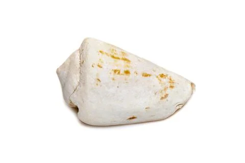 Image of white conch shell isolated on white background. Undersea Animals. Se Stock Photos