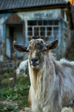 An image of a white goat. Stock Photos