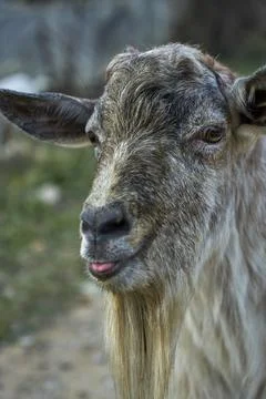 An image of a white goat. Stock Photos