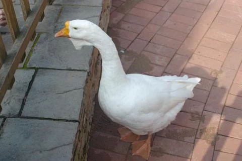 Image of a white goose in the yard Stock Photos