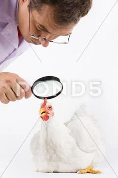 Image of white hen being observed by man through a lens Stock Photos