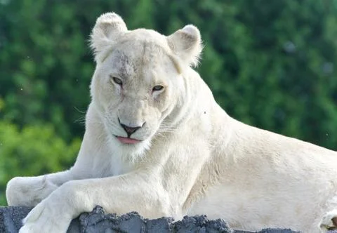 Image of a white lion looking at camera in a field Stock Photos