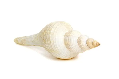 Image of white long tailed spindle conch seashells on a white background. Und Stock Photos