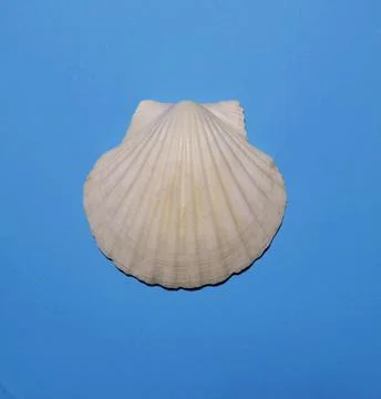 Image of a white pearl shell on a blue background. Stock Photos