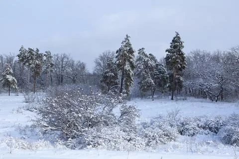 Image of winter forest blue sky Fotos de archivo