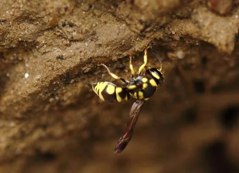 Image Of Yellow Ant On Tree. 스톡 사진