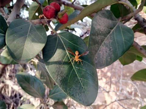 This the image of a yellow insect which is sitting on a leaf Stock Photos