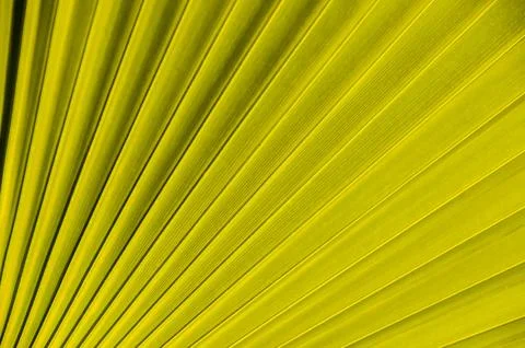 The image is of a yellow leaf with a pattern of lines Stock Photos