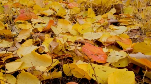 Image of yellow leaves falling to the ground after rain.slow motion Stock Footage 121377953
