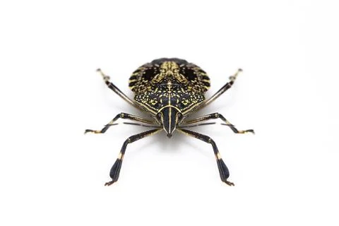 Image of yellow spotted stink bug isolated on white background. Animal. Insec Stock Photos