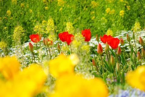 Image of yellow tulip fields Stock Photos