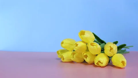 An image of yellow tulips on a pink-blue background with space for text. Stock Footage 236254015
