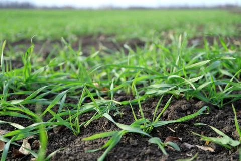 Image of young wheat sprouts. Stock Photos