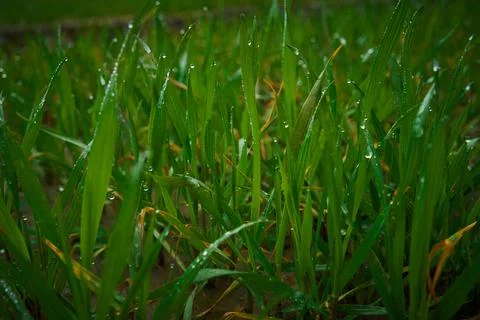 Image of young wheat sprouts. Stock Photos