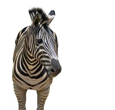 Image of an zebra on white background, Wild Animals. Stock Photos