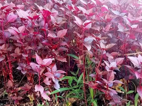 Image_landscape 003 Stock Photos