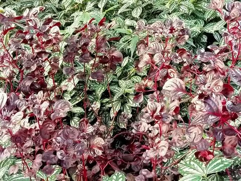 Image_landscape 005 Stock Photos