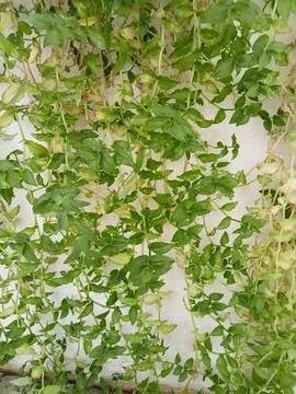 Image_potrait 001 Stock Photos