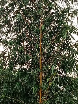 Image_potrait 002 Stock Photos