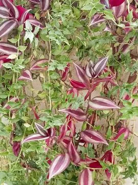 Image_potrait 003 Stock Photos