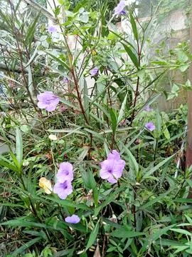 Image_potrait 004 Stock Photos