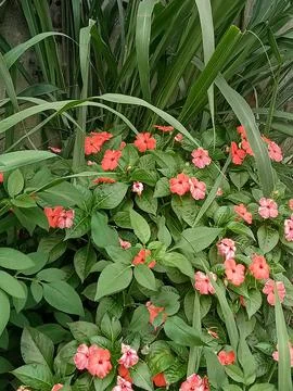 Image_potrait 005 Stock Photos