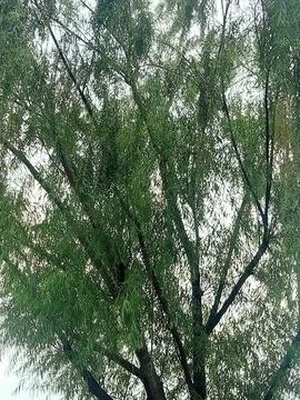 Image_potrait 006 Stock Photos