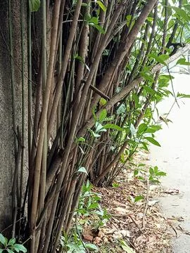 Image_potrait 007 Stock Photos