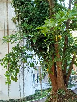 Image_potrait 008 Stock Photos