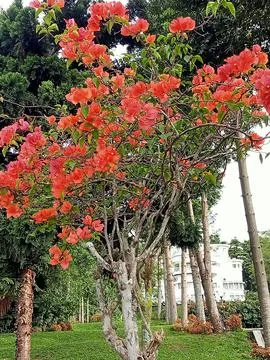 Image_potrait 010 Stock Photos