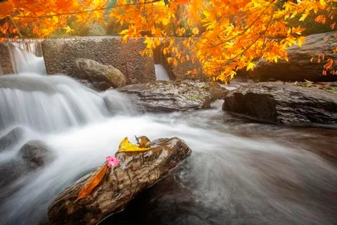 Imageing of nice water with maple compose a beautiful view Stock Photos