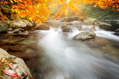 Imageing of nice water with maple compose a beautiful view Stock Photos