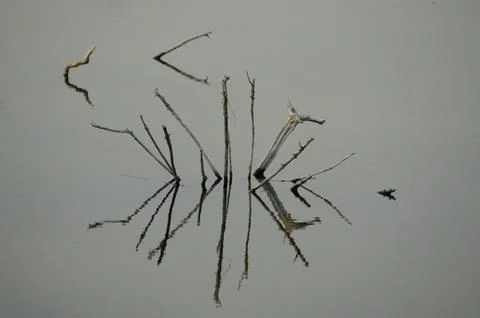 Images of some branches with their reflection in the water Foto stock
