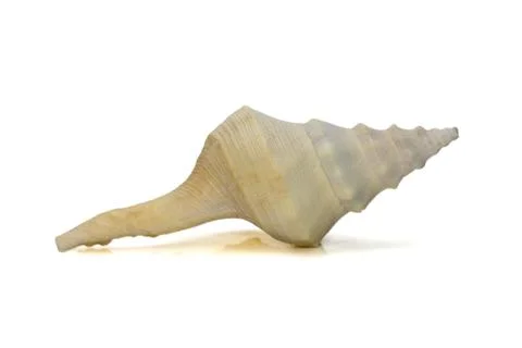 Images of white conch shell isolated on white background. Undersea Animals. S Stock Photos