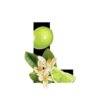 Imaginative graphic design featuring lime and blossoms, showcasing a Stock Illustration