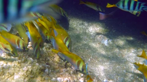 Imagine the joy of watching a school of colorful tropical fish swimming Stock Footage 295472653