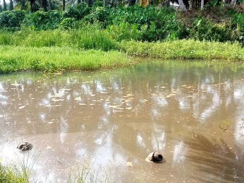 Imagine a leaf slowing down in pool water Stock Photos
