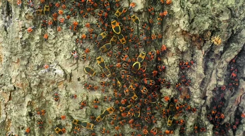 Imagio20090202 bugs4 1920 Stock Footage 319236