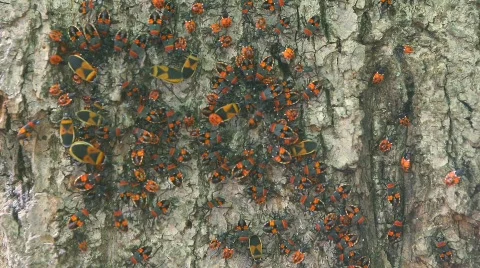 Imagio20090202 bugs4 1920 Stock Footage 319278