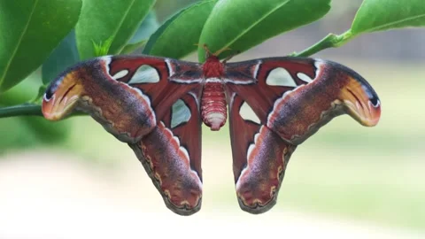 Imago of the Atlas moth during its metamorphosis. Stock Footage 149088798
