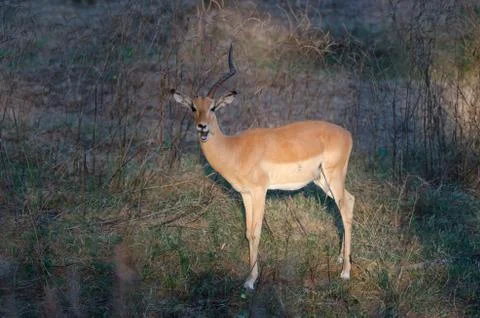 Imapala Stock Photos