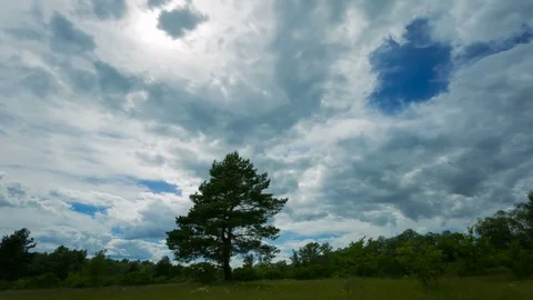 Ime lapse. Pine tree in the middle of field and clouds in the sky.	 Stock Footage 77511334