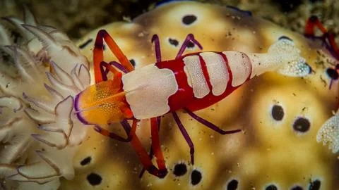 Imerator Shrimp Stock Photos