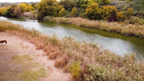 IMG 0025 Stock Footage 203853305